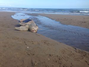 La tortuga fue hallada al lado de un canal de desagüe, de aguas negras.