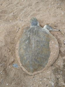 Sorprendieron a la tortuga en pleno desove.