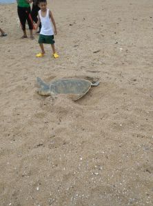 Los habitantes de Villa Allende, curiosos, vieron como desovaba la tortuga.