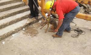 El animal fue sometido para ser trasladado a una UMA y luego ser liberado en su hábitat.