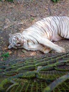 Murió de una enfermedad del hígado.