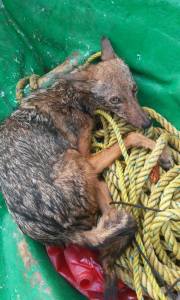 El coyote estaba a punto de morir ahogado en el río.