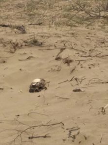 Esta fue la calavera que encontraron.