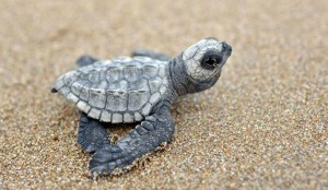 Liberan tortugas de la especie Carey.