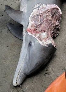 Delfín muerto en playas veracruzanas.