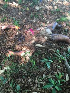 El cuerpo estaba en estado de descomposición.