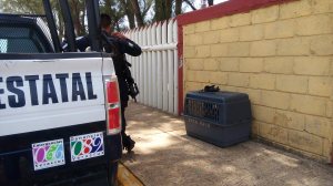 Perros rastreadores están en el lugar del hallazgo.