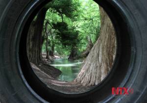Bosque de ahuehuetes alberga importante variedad de aves en Veracruz.