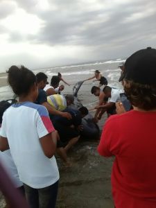 Lo vuelven a meter al mar. (Foto de Juanita Guzmán Noticias)