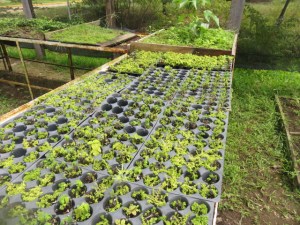 Cubiertas por maleza, están enraizadas en las bolsas negras... urgentemente se tienen que introducir este mes.