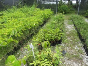Así en estas condiciones se encuentra el vivero que producía plántulas para reforestación en la reserva ecológica Jaguaroundo.