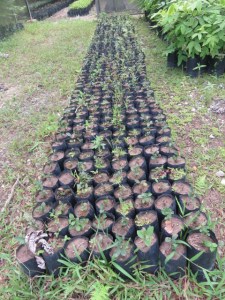 Los arbolitos están muriendo. No les dan mantenimiento.