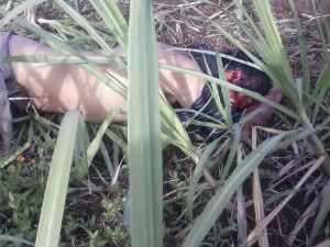 Los cuerpos los arrojaron en el camino de terracería.