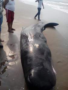 Cachalote marino, aparece en playas de Las Barrillas.