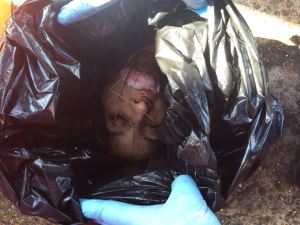 Las torturaron y las decapitaron.