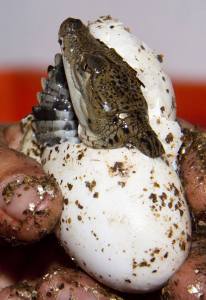 Cocodrilo de pantano.