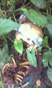 whatsapp-image-2016-10-03-at-11-02-03