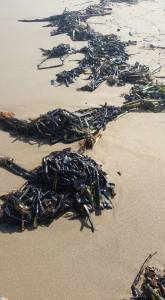 Lirio acuático contaminado por crudo.