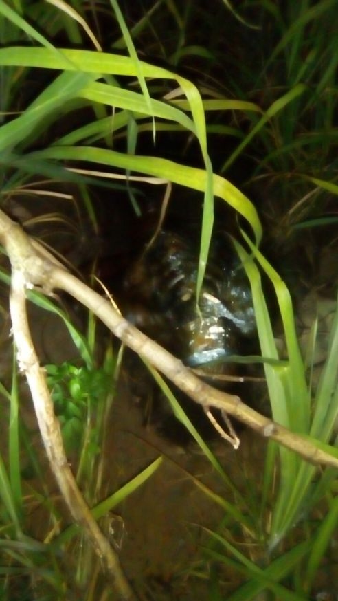 WhatsApp Image 2017-07-30 at 22.37.15