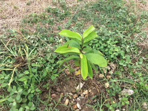 WhatsApp Image 2018-06-15 at 10.42.34 AM