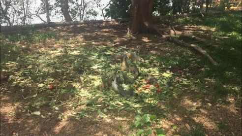 iguanas