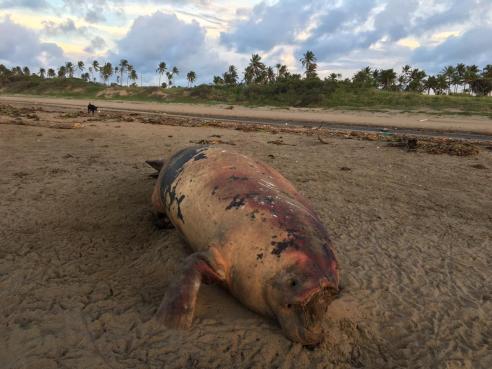 WhatsApp Image 2018-10-04 at 7.54.04 AM