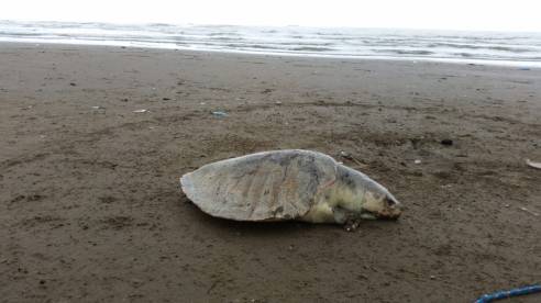 WhatsApp Image 2018-11-16 at 2.04.50 PM (3)