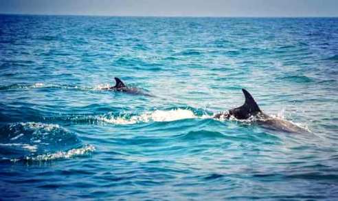 52460317_1498081853660996_1150709300096663552_n