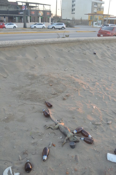 WhatsApp Image 2019-02-17 at 6.25.30 PM (4)