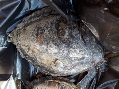 MORTANDAD DE TORTUGAS EN PLAYAS LOCALES.