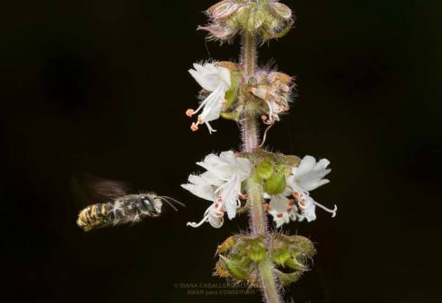 53110809_1165452686947946_8733439366438846464_n