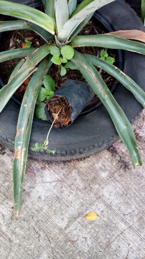 WhatsApp Image 2019-07-17 at 2.08.43 PM (1)