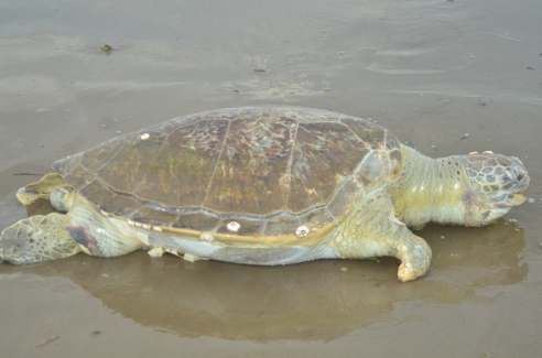 73482621_520336112140178_7361465085102915584_n