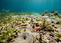 Several shrimp forage across a shallow underwater seagrass meadow