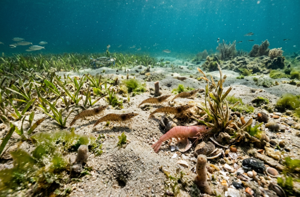 Several shrimp forage across a shallow underwater seagrass meadow